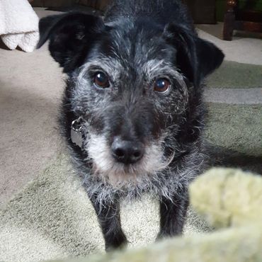 A black Patterdale terrier (Treacle) looking into the camera at home at Countryside HQ
