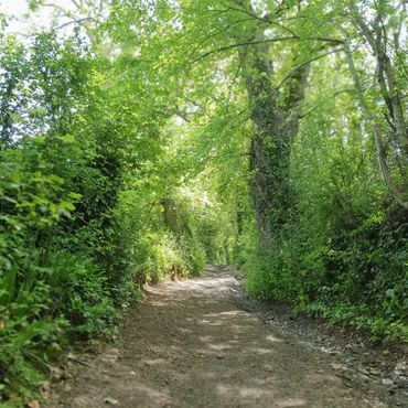 View of a pathway through trees on a bridleway near In Stitches Countryside HQ