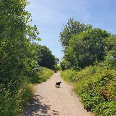 A gravel cycle path with green trees either side and a black Patterdale terrier in the middle