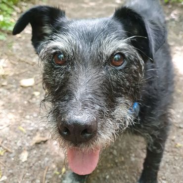 A black Patterdale terrier looking into the camera on a country path in Somerset