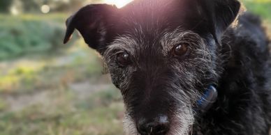 A dog looking at the camera
