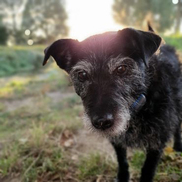 A black Patterdale terrier (Treacle) looking into the camera with a sun set glow behind