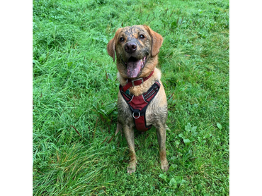 A rox red Labrador covered in mud in a field at Urban In Stitches HQ