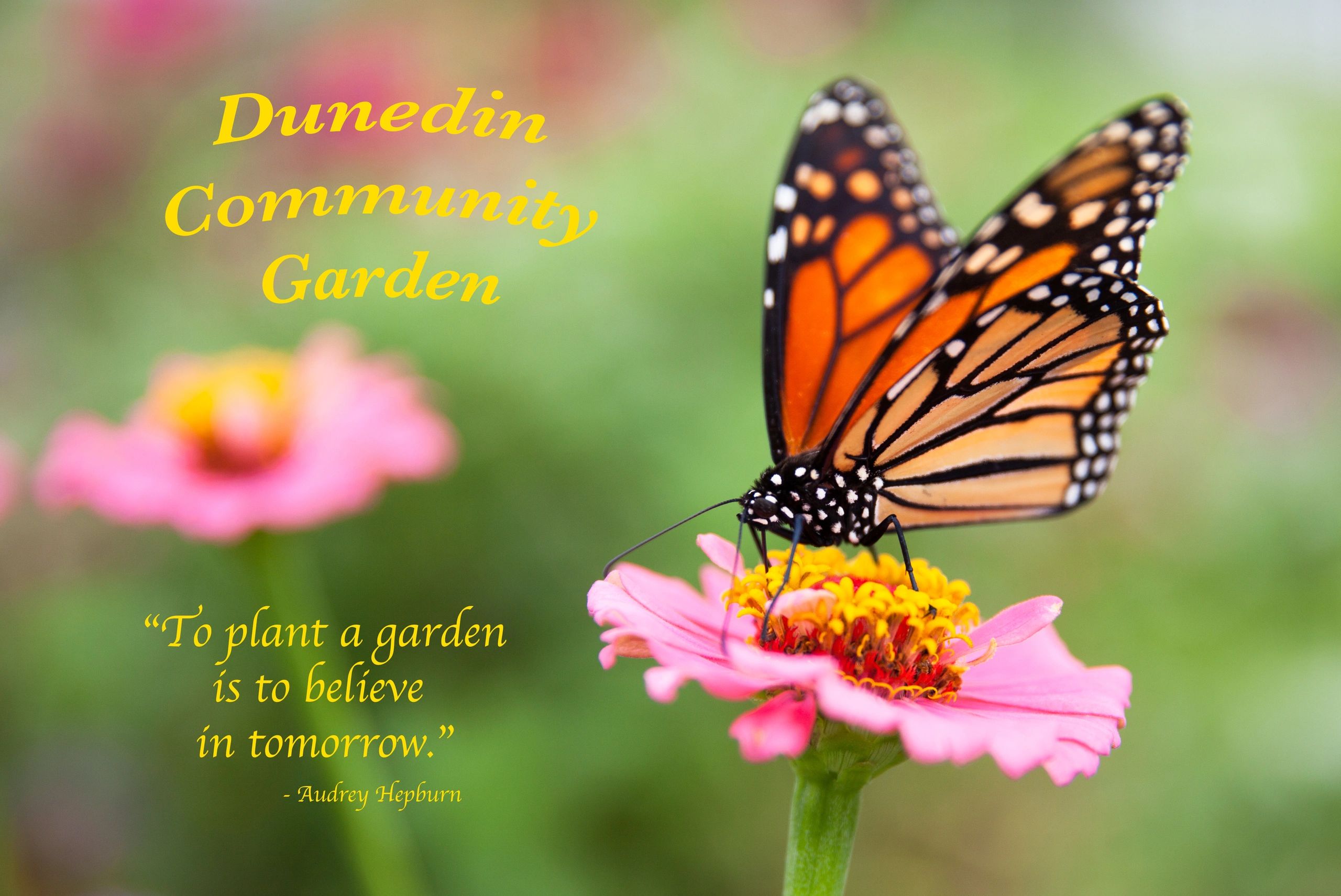 About Us Dunedin Community Garden