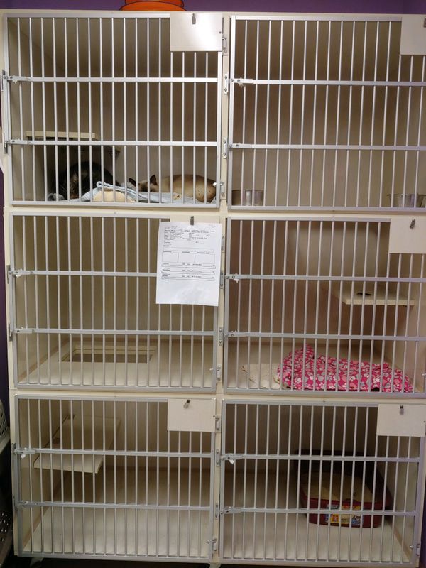 your dog's best friend boarding