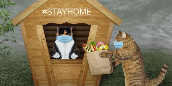 Cats wearing medical masks and promoting others to stay home