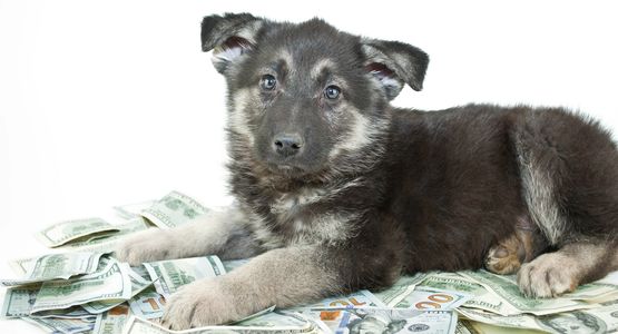 Puppy lying down on cash