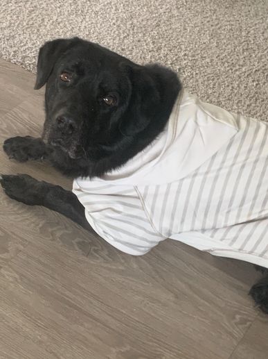 Black dog lying on floor wearing a white striped hoodie.