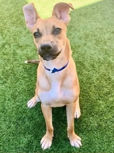 A tan dog with large ears sitting on green grass, wearing a blue collar.