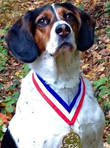 Our beautiful Beck, sporting his THDD medal from the AKC in 2014