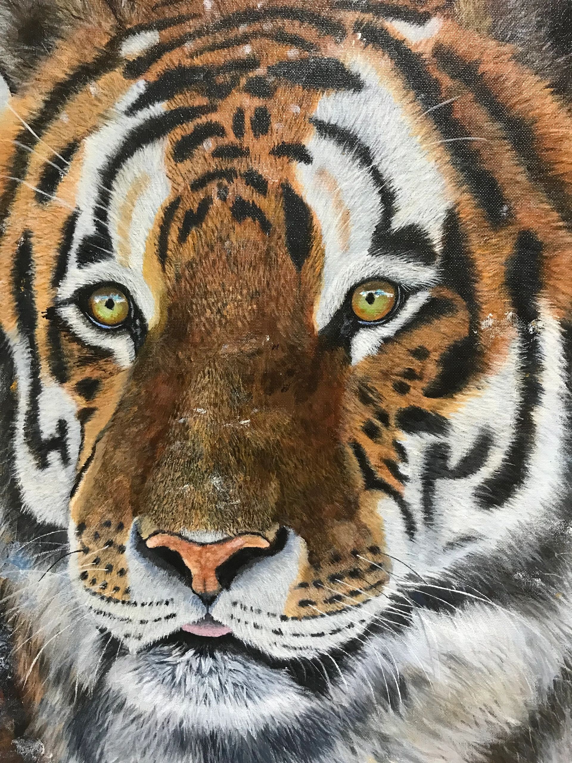 Siberian Tiger Portrait