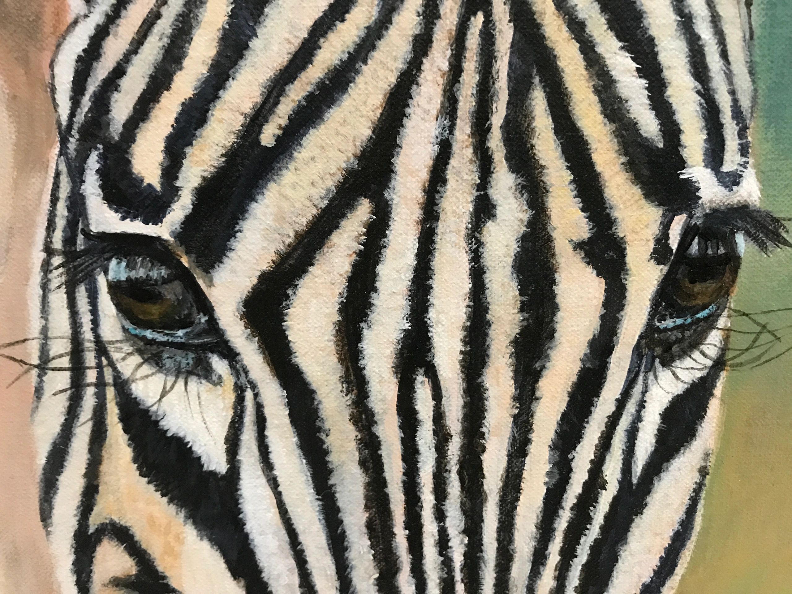 Close up of zebra