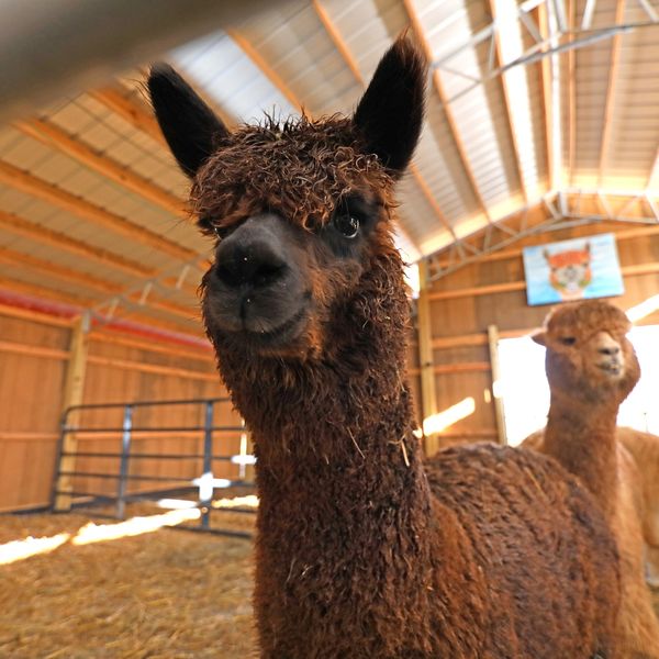 Meet the Alpacas