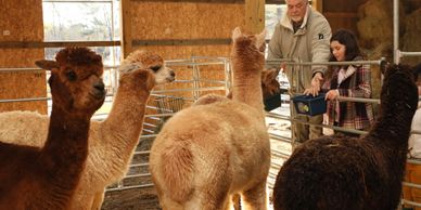 11 Things We Didn't Know About Alpacas Until Visiting Mistletoe Farm -  Coleman Concierge