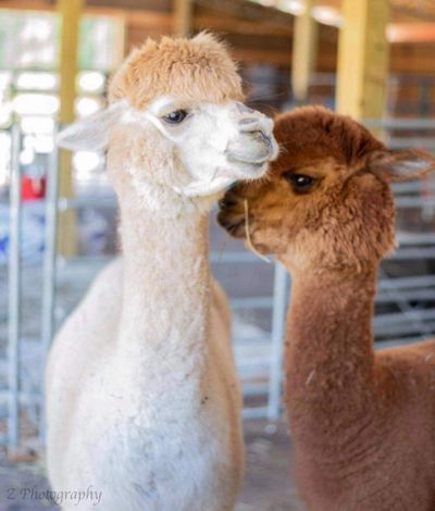 Alpaca Llama 1 Head Face Domestic Animal Cattle Breed Breeder Farm