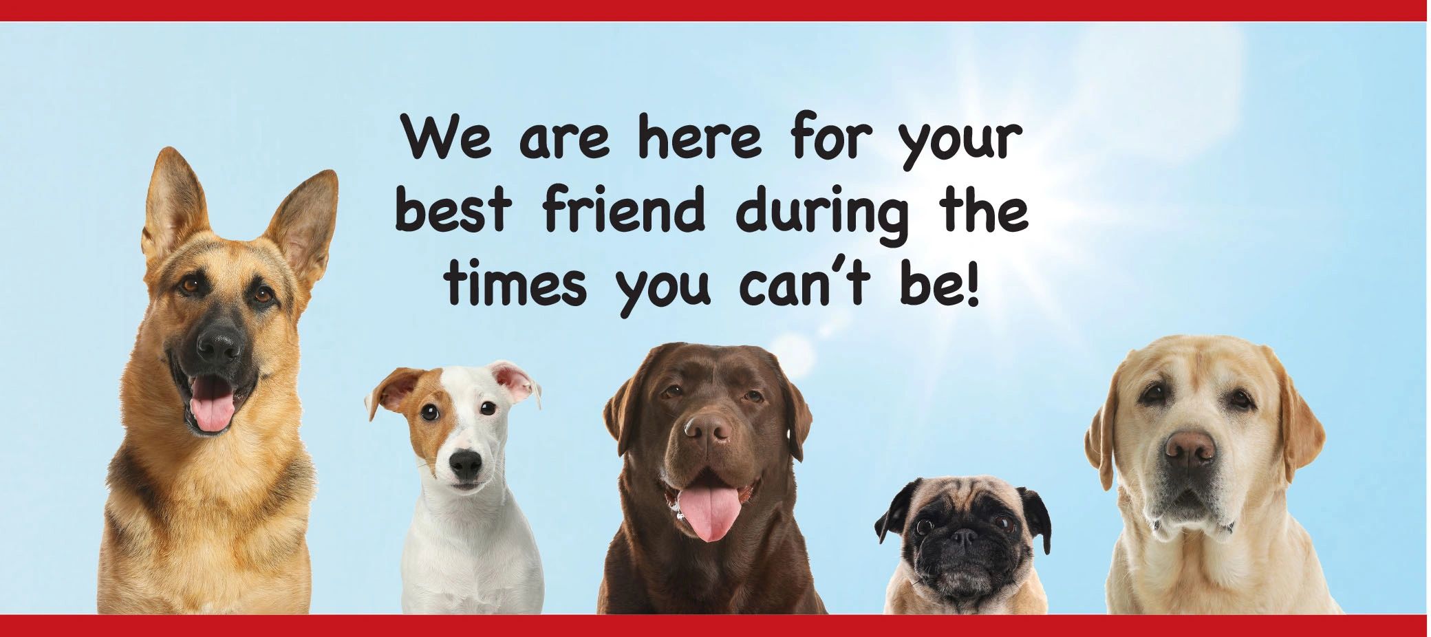 Best dog daycare and boarding near me my best friends house