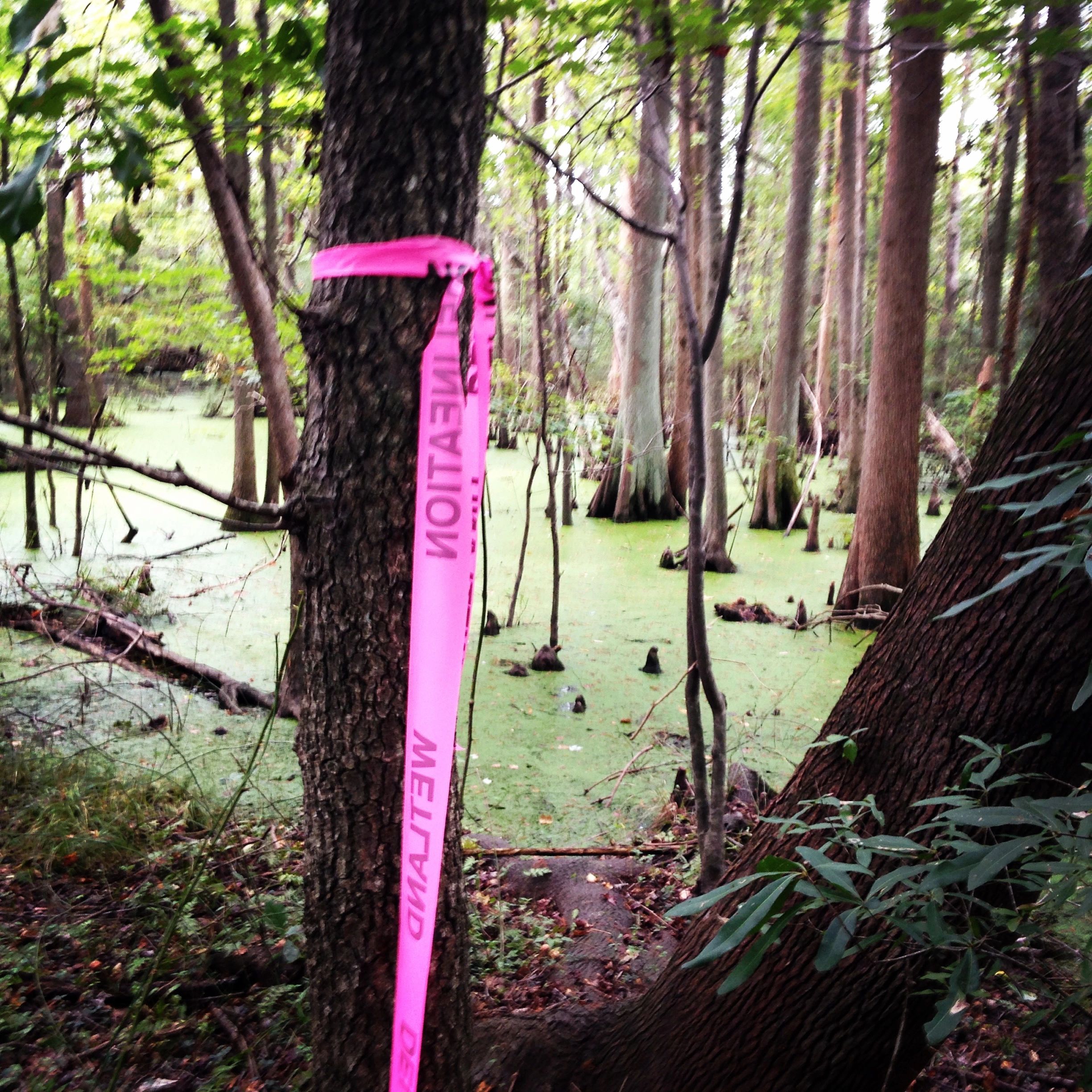 wetland delineation flag along swamp boundary