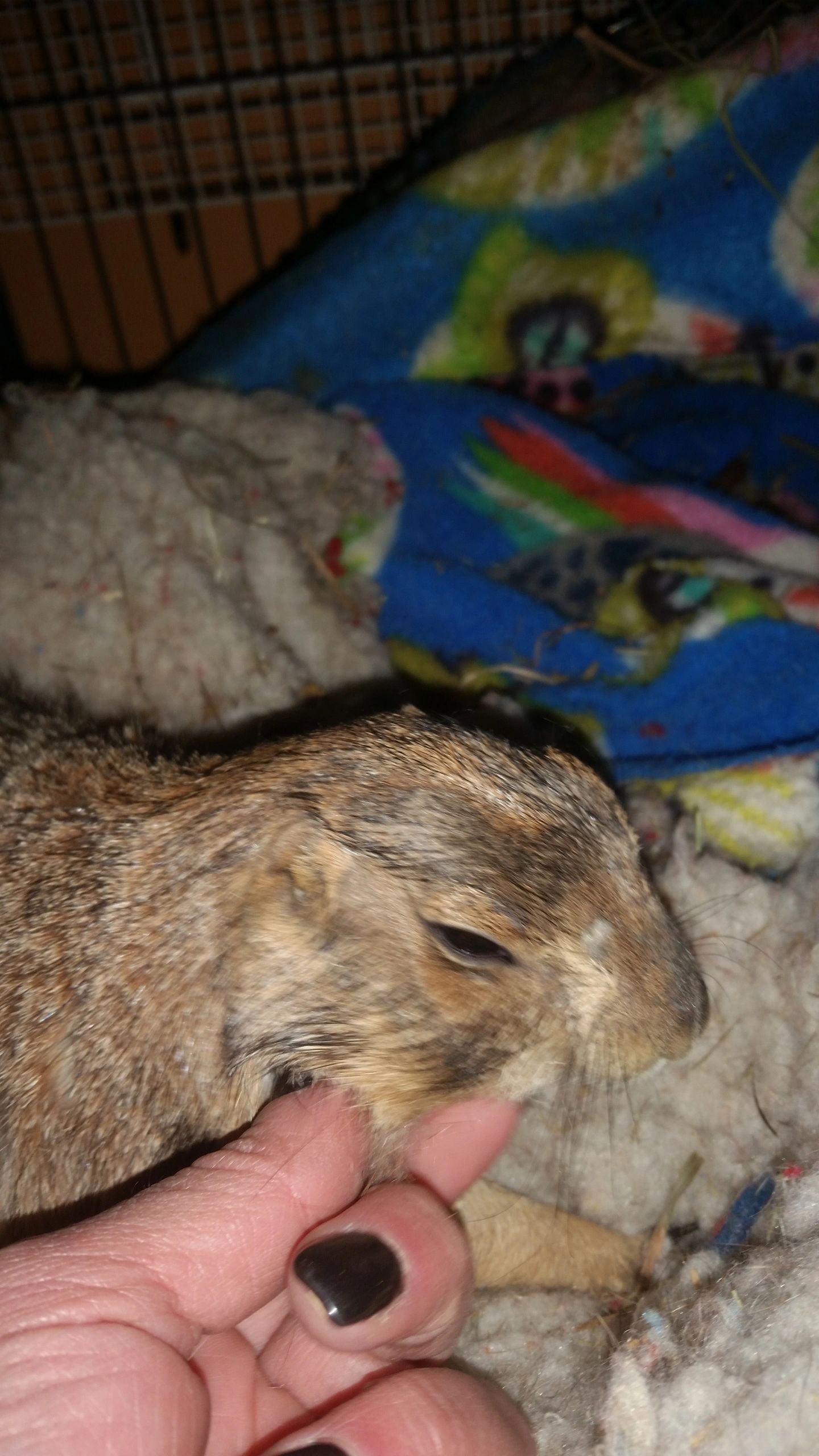 do rabbits and prairie dogs get along