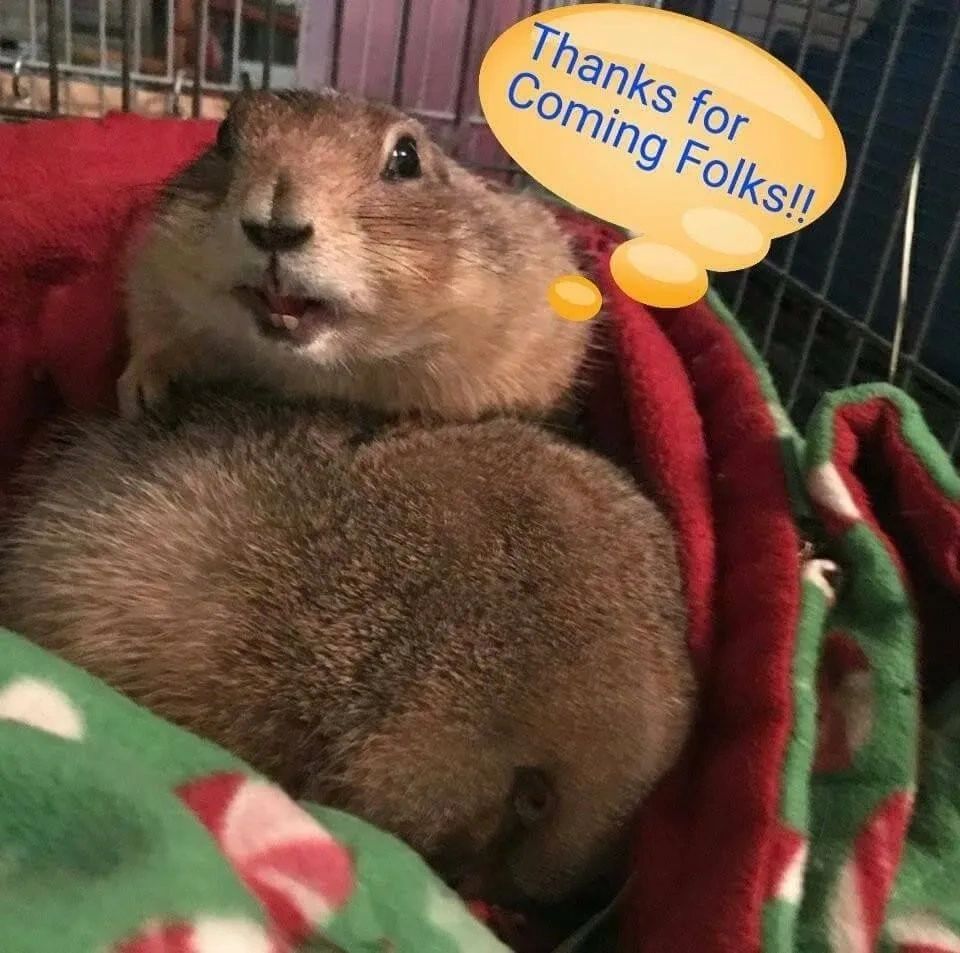 My Hopes In You Small Animal Rescue Inc.