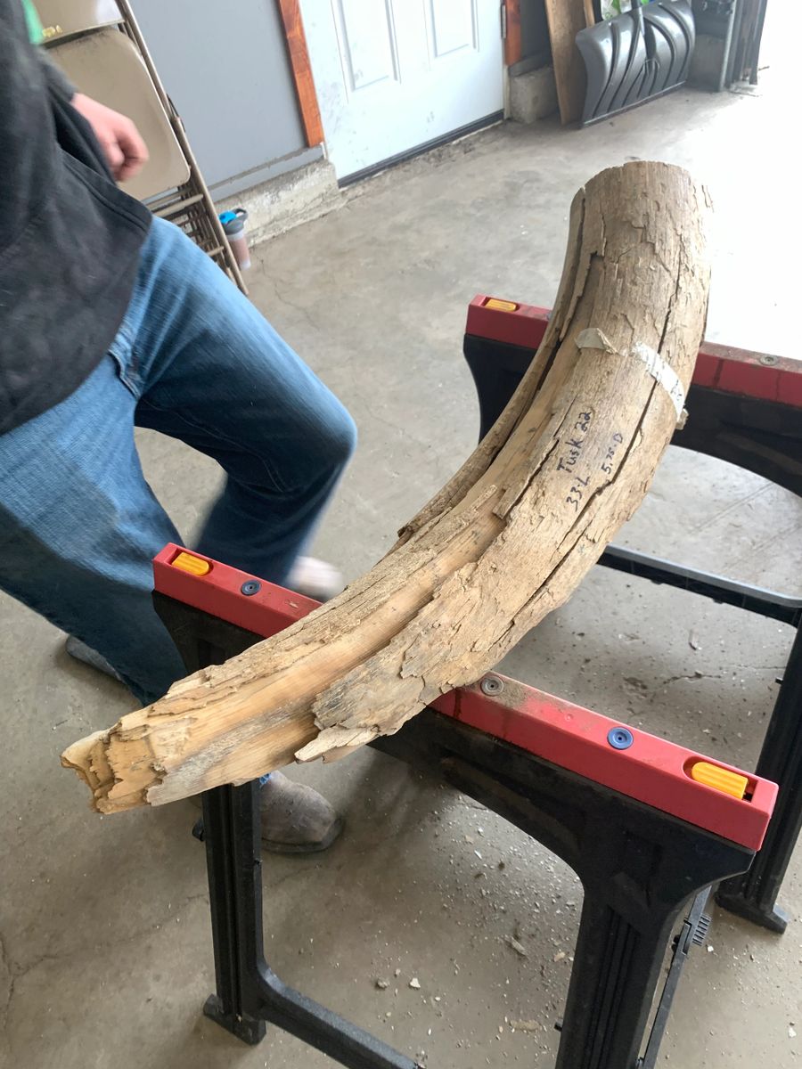 Mammoth Tusks For Sale