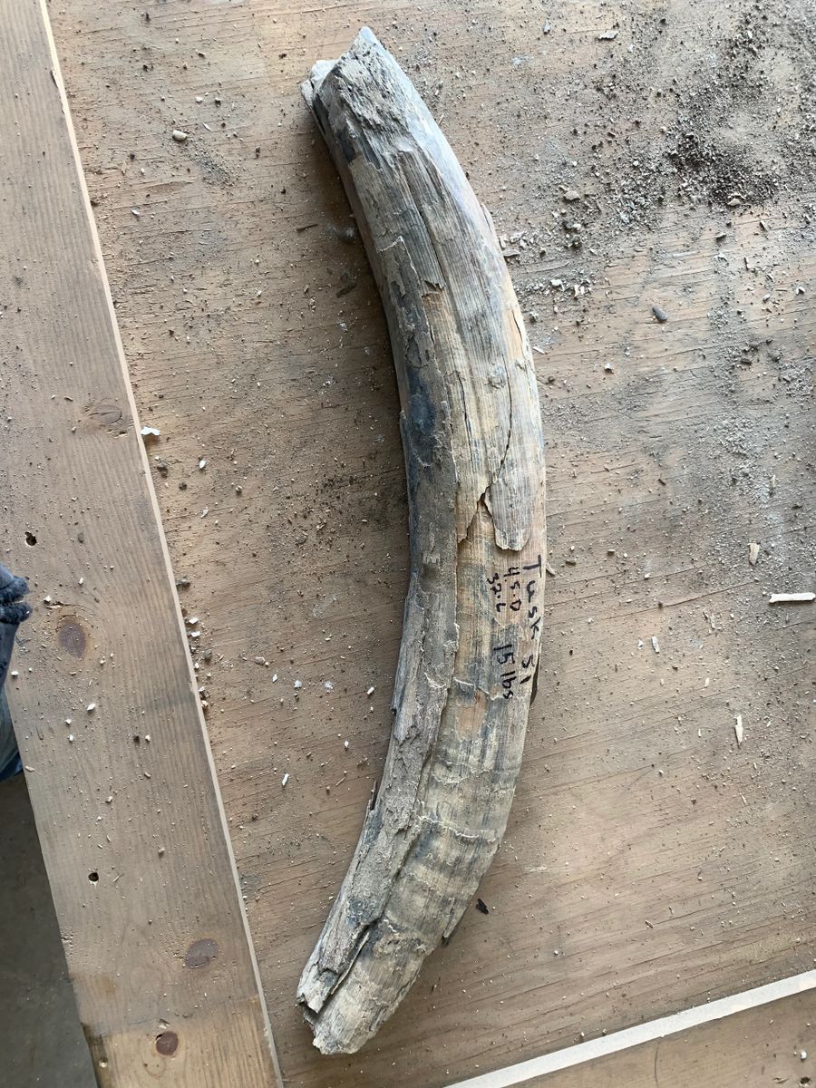 Woolly Mammoth Tusks
