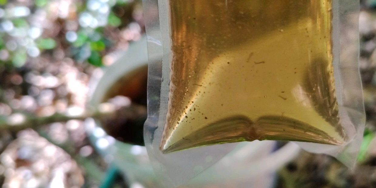 Larvae collected from a Mosquito Doom Bucket; photo credit: Alex Riley, Suffolk Mosquito Control