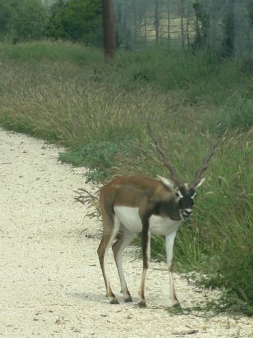 Antelope standing on a gravel path surrounded by bushes.
