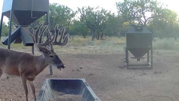 Buck with velvet antlers near a feeding station in a dry wooded area.