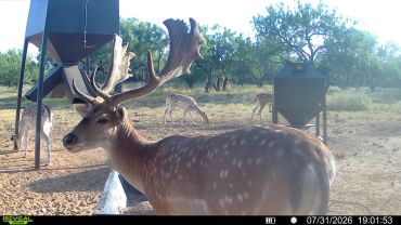 A deer with large antlers near feeders in a natural setting.