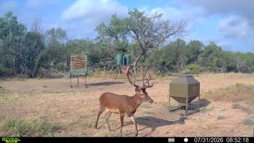 Red Stag walking near feeding equipment in nature