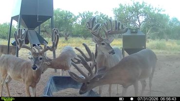 Multiple deer with velvet antlers near a feeder.
