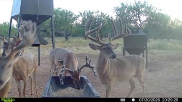 Group of deer feeding near feeders at dusk.