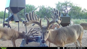 Two deer with large velvet antlers feeding outdoors.