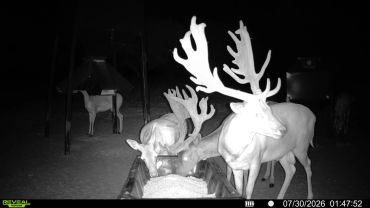Two moose at a feeding trough at night, another moose in the background.