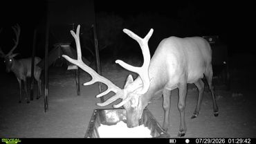 Elk with large antlers drinking at night.