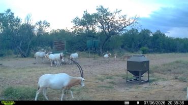 Group of oryx near feeders and trees.