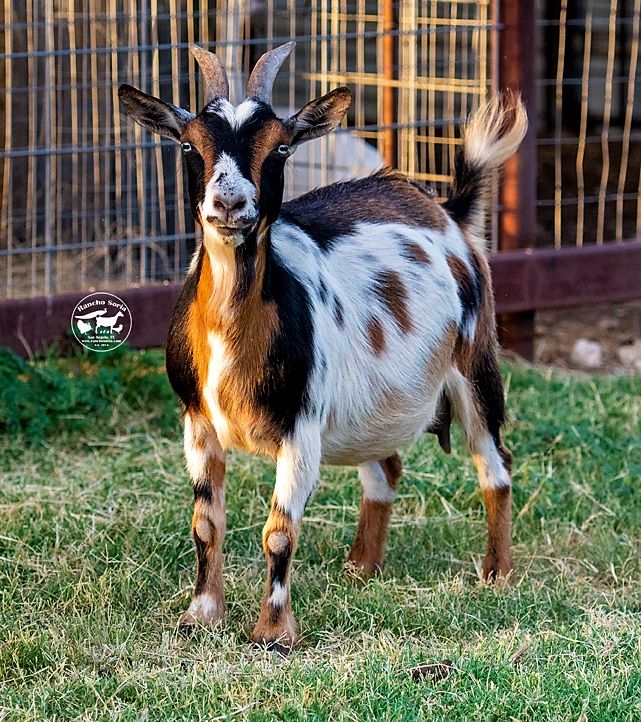 nigerian dwarf goats blue eyes