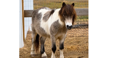 A small brown and white pony standing in a fenced area.