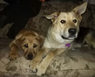 rescuepups