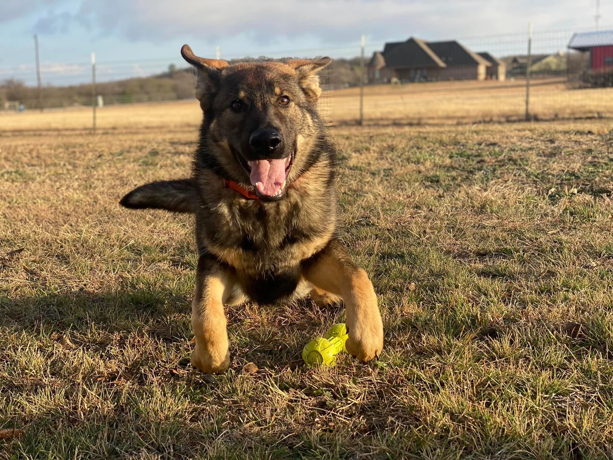 Vom Rheinadler German Shepherds vom-rheinadler-german-shepherds