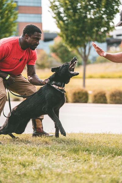 German Shepherd dog training in Texas with Iron Sharp K9