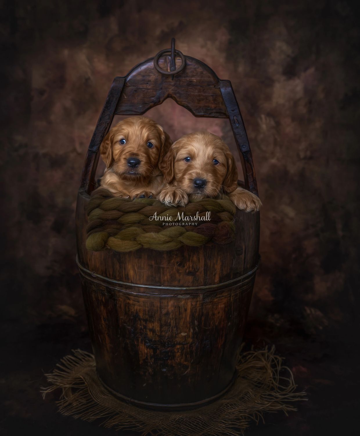 goldendoodle breeder Berkshire
goldendoodle for sale Berkshire
goldendoodle  puppy Berkshire



