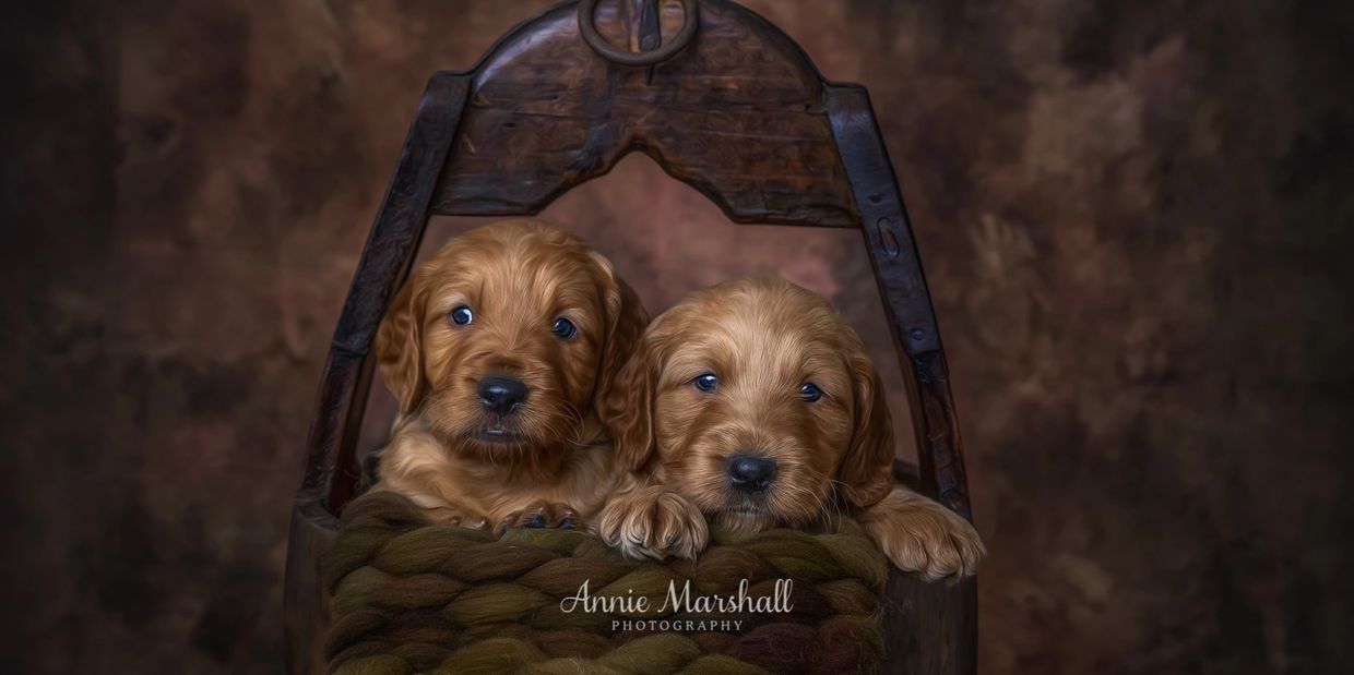 goldendoodle breeder london
goldendoodle breeder kent
goldendoodle breeder uk
goldendoodle for sale 