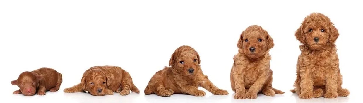 miniature poodle breeder - council licensed miniature poodle breeder - KC miniature poodle breeder 