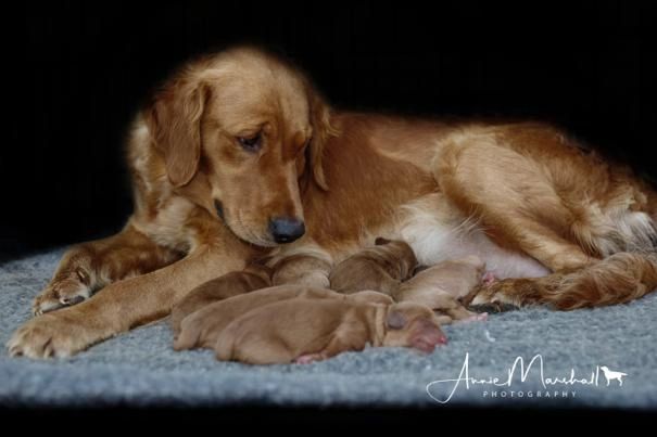 Goldendoodle Licensed Breeder My Posh Pup