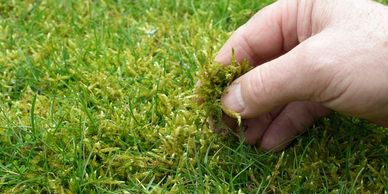 moss control