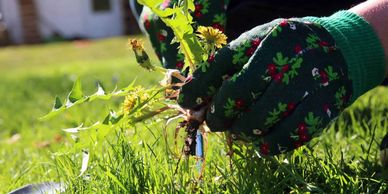 weed control
