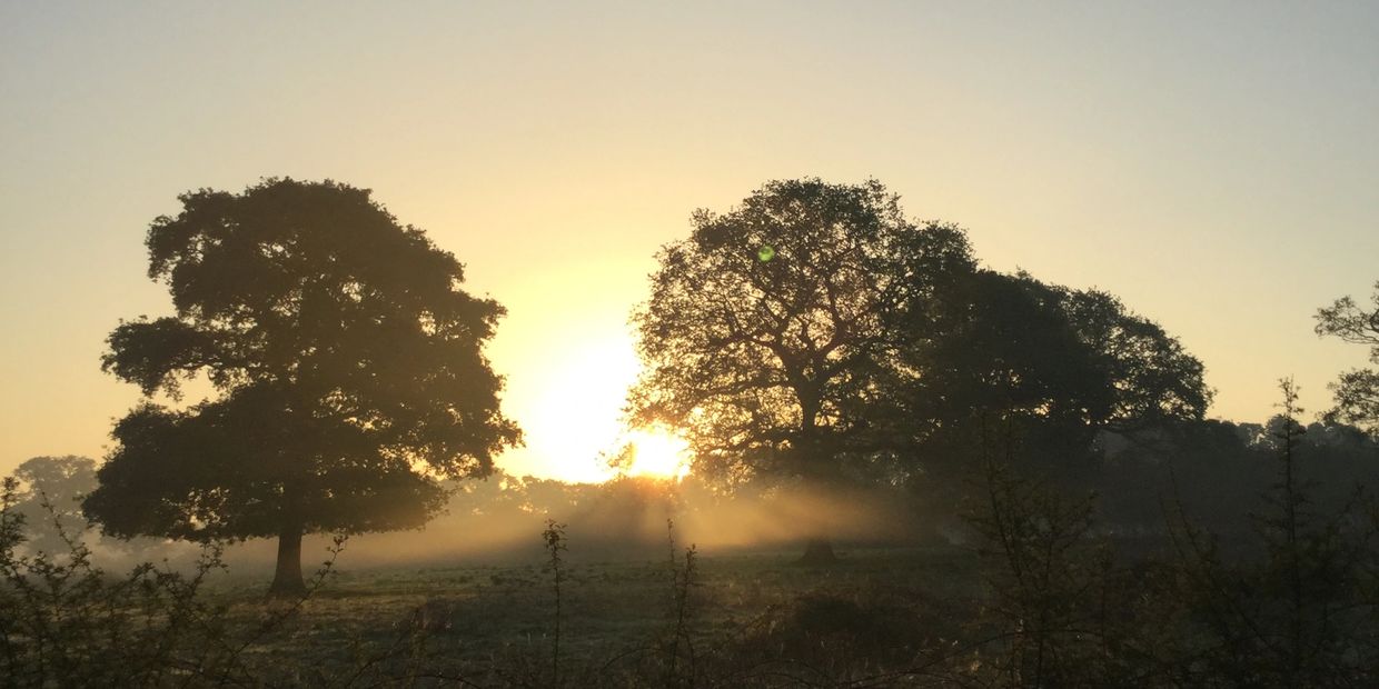 Oak trees in the English countryside