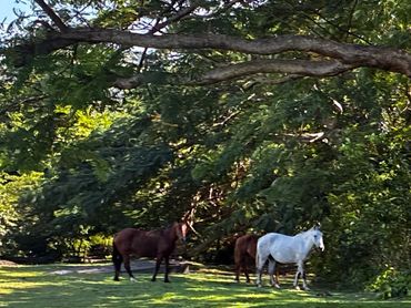 Three horses standing under a large tree in a grassy area.