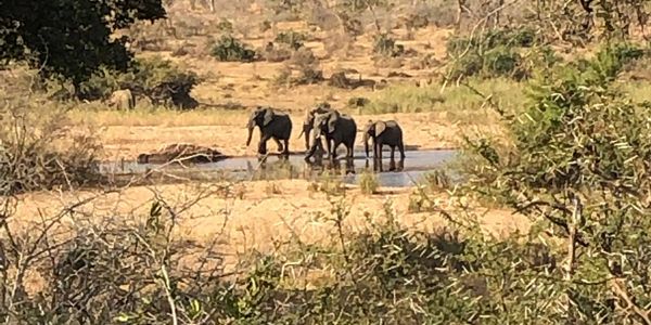 Photo taken by Emily Campbell while working with Human-Animal-Wellfare in East Africa.
